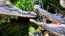 Alligator -Best Photes of Allogatpr