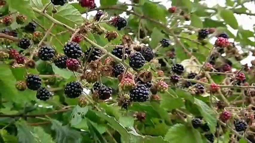 Blackberry - Best  Healthy Fruits