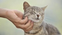 عشقٌ فريد للقطط في روسيا لكن ماذا عن آلاف القطط الضالة