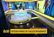 San Isidro: protegen a perros con “chalecos refrigerantes” ante intenso calor