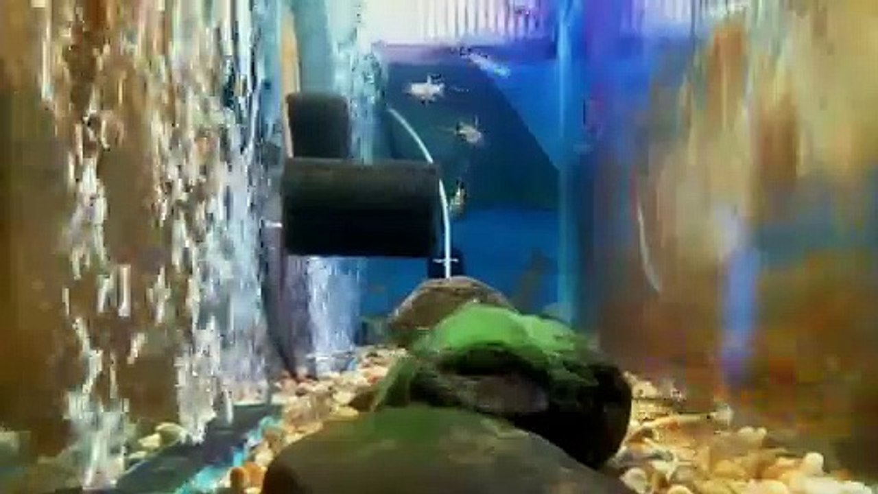 EPCAMR's Brook Trout Tank Live Stream 03/14/19