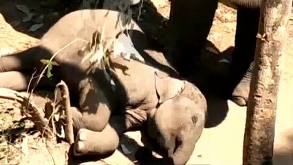 شاهد: فيل أم  تحاول صدّ الحشرات عن طفلها النائم بفروع من الأشجار