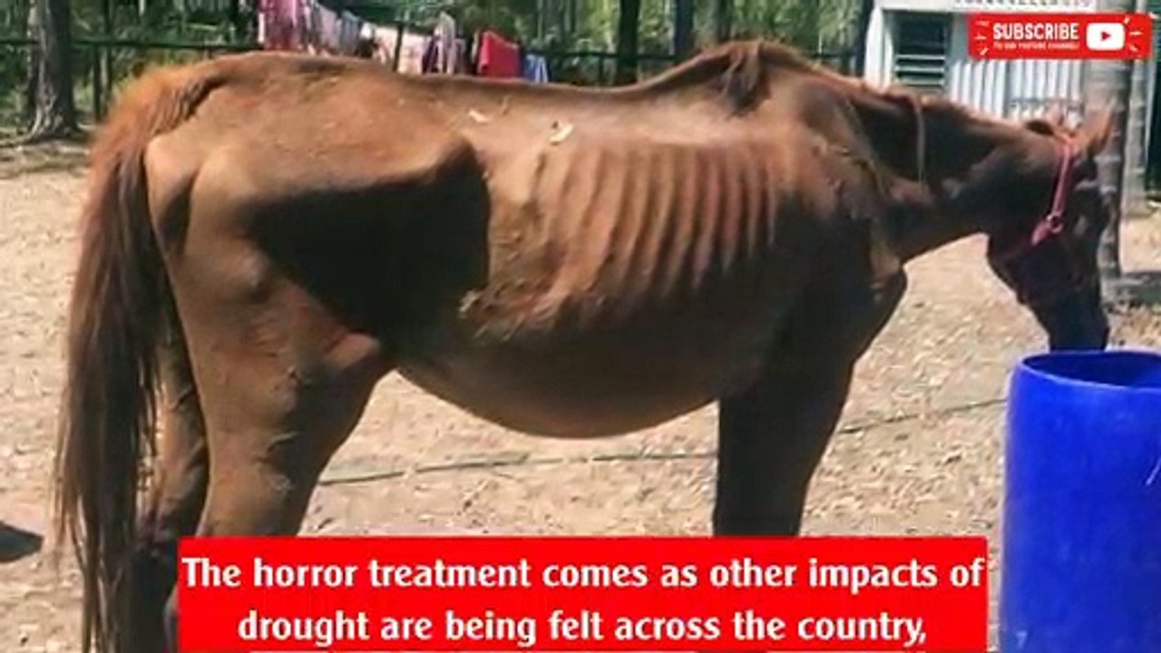 RSPCA Queensland: Horses in appalling drought conditions