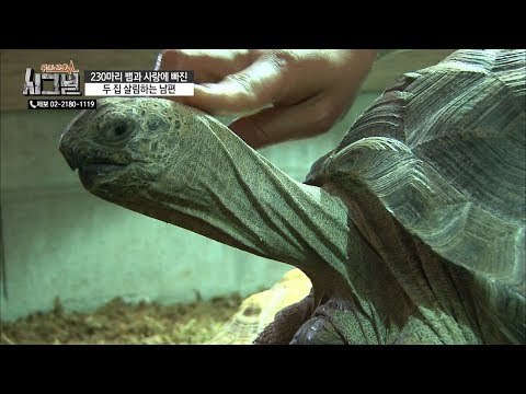 뱀이라면 손사래를 치던 아내가 거북이와 사랑에 빠졌다? [시그널] 63회 20190303