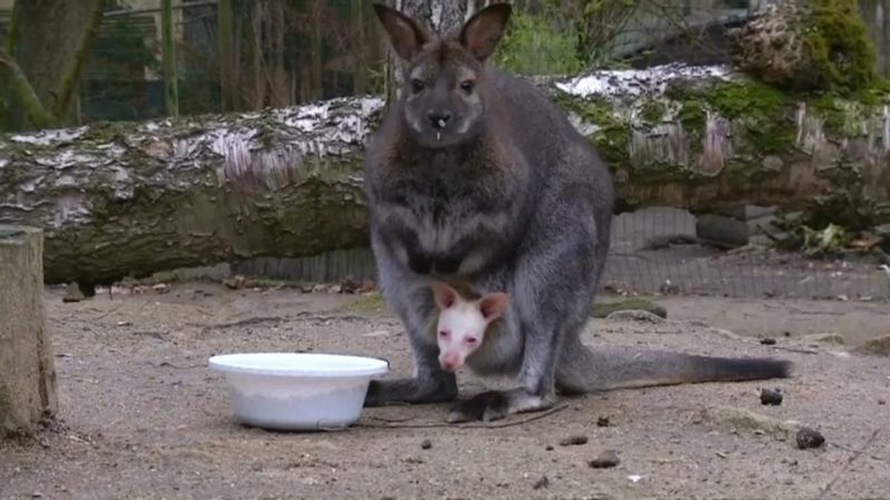 Albino-Wallaby ist Attraktion in Děčíner Zoo