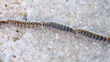 Five-metre-long procession of caterpillars march along path in Spain