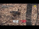들개가 된 유기견의 역습_시그널 64회 예고