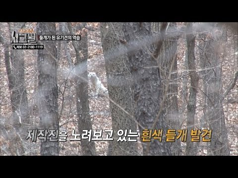 들개가 된 유기견들의 역습?! [시그널] 64회 20190310