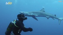 Diver Comes Face-to-Face With a Shark, Gets a Smooch Instead of a Bite