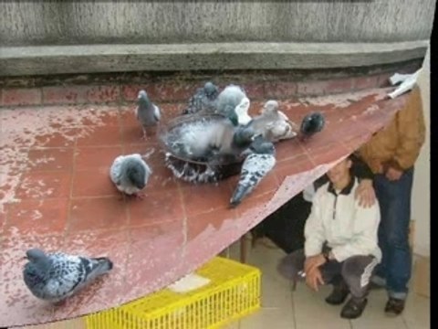 L'association des éleveurs de pigeons à Tanger-Maroc