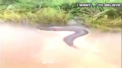 Massive Anaconda Caught on Video in Brazil! 🐍 Is It the Largest Ever?