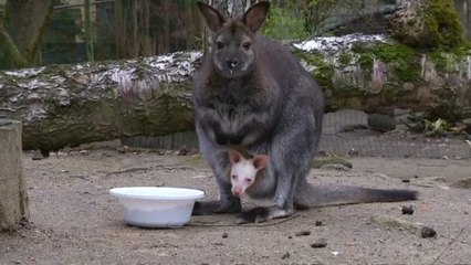 Repubblica Ceca: nato un cucciolo albino di wallaby