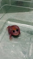 Perturbed Pink Pac-man Frog