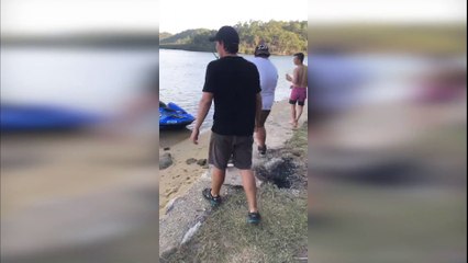 Reeling in a Massive Shark