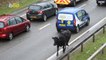 Drivers Swerve to Avoid Bull Charging Down a Highway