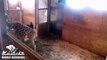 April the Giraffe Live Update with Corey | Cleaning Time
