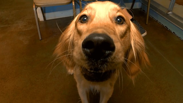 Be Sure To Spay and Neuter Your Pets!