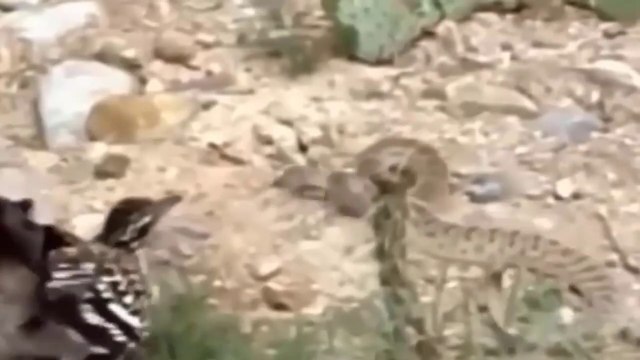 Papa-Léguas Também É Bom Papa Serpentes