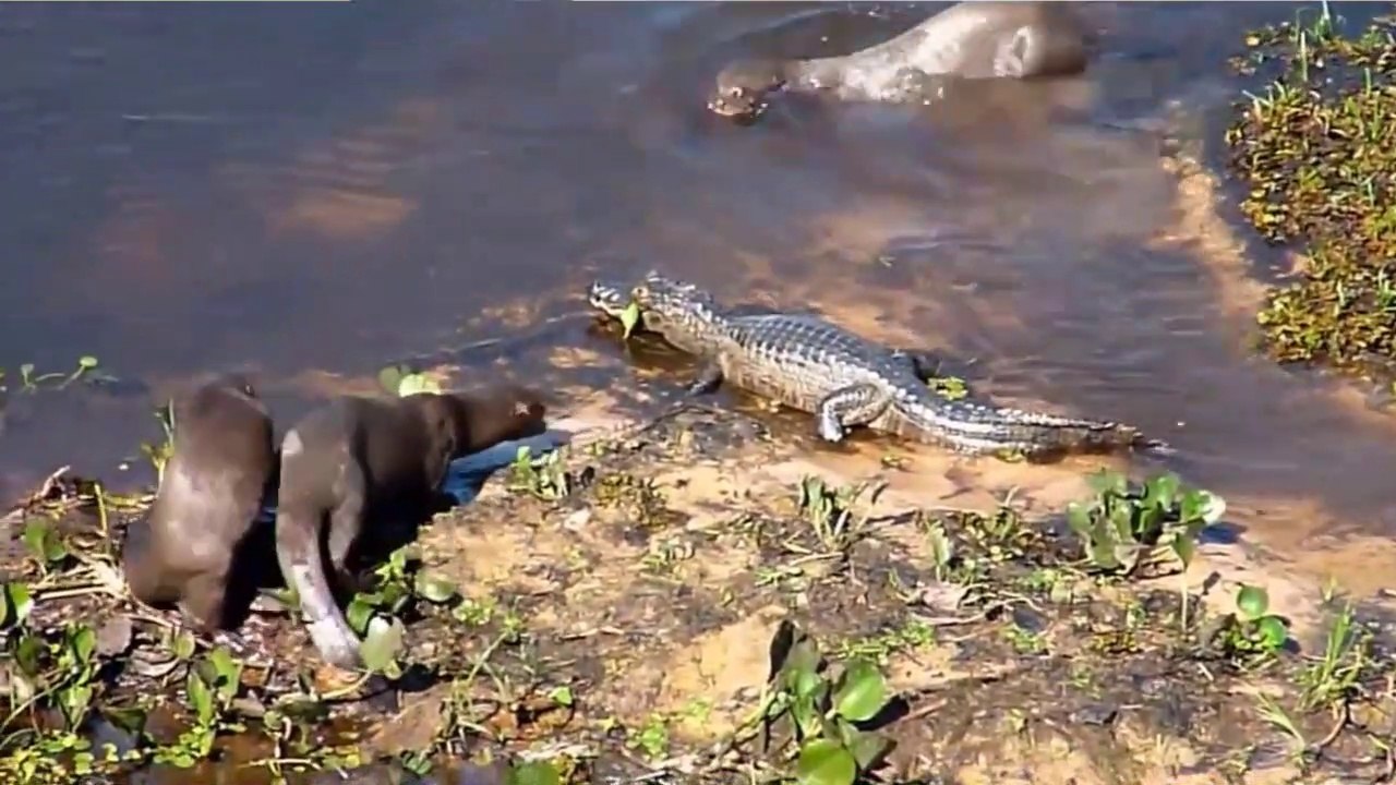 Featured image of post Jacar Vs Crocodilo O crocodilo tem um focinho magro e pontudo