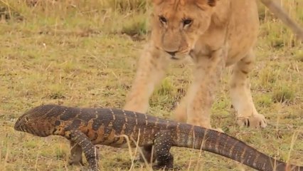 Lagarto-Monitor Vs Leões E Leopardos
