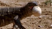 Lagarto-Monitor Roubando Ovos E Paz A Crocodilos