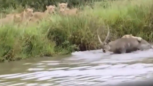 Antílopes Sem Saída, Pois Leões...