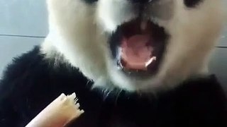 Cute baby Panda is good with a sugar cane