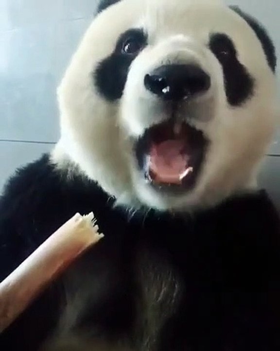 Cute baby Panda is good with a sugar cane