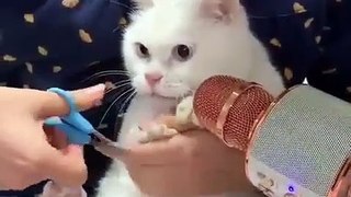 L'attitude de ce chat est trop drôle quand il se fait couper les ongles