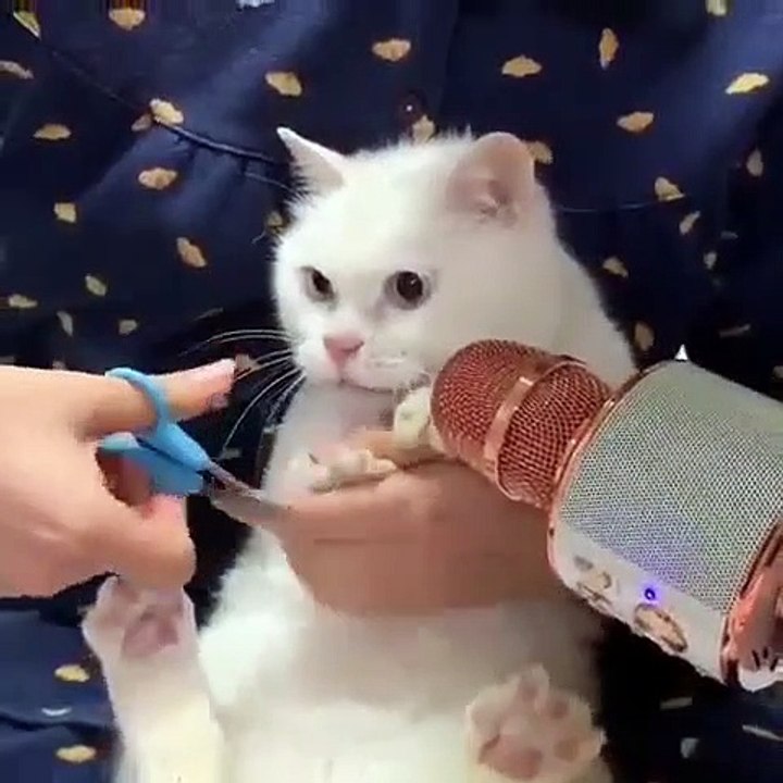 L'attitude de ce chat est trop drôle quand il se fait couper les ongles