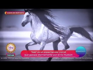 Caso Sin Respuestas: ¡fantasmas de animales! | Sale el Sol