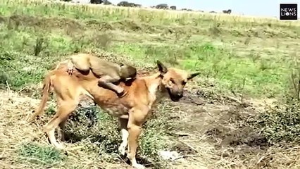 Video herunterladen: Un chien adopte un bébé singe orphelin... Histoire magnifique