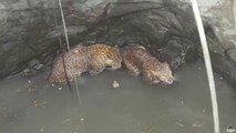 Ces 2 léopards sont tombés dans un trou et les villageois vont les en sortir