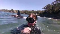 Nager avec des orques en Nouvelle-zélande... Incroyable
