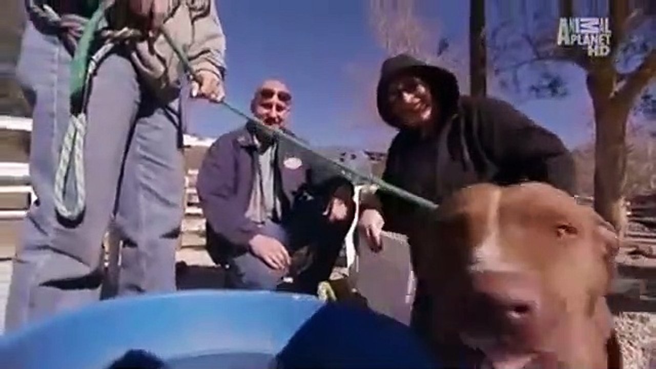 Pit Bulls And Parolees S01E02