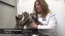 Ces 3 bébés puma abandonnés ont été sauvés par ce refuge. Animaux adorable