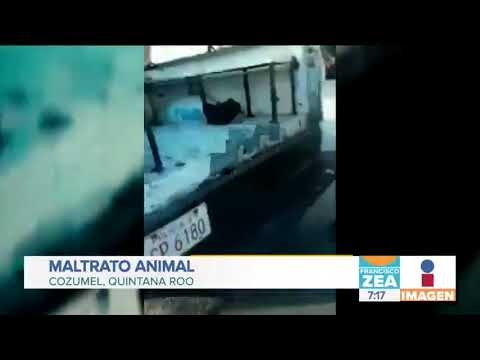 Denuncian caso de maltrato animal en Cozumel | Noticias con Francisco Zea
