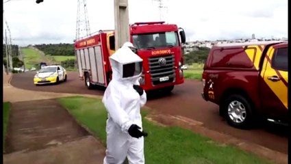 Homem e mulher ficam feridos após ataque de abelhas