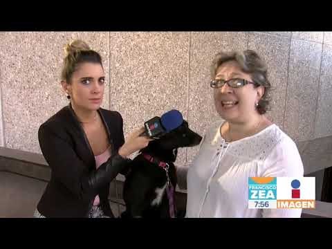 “Lisa”, es una hermosa perrita que está en busca de un hogar | Noticias con Francisco Zea