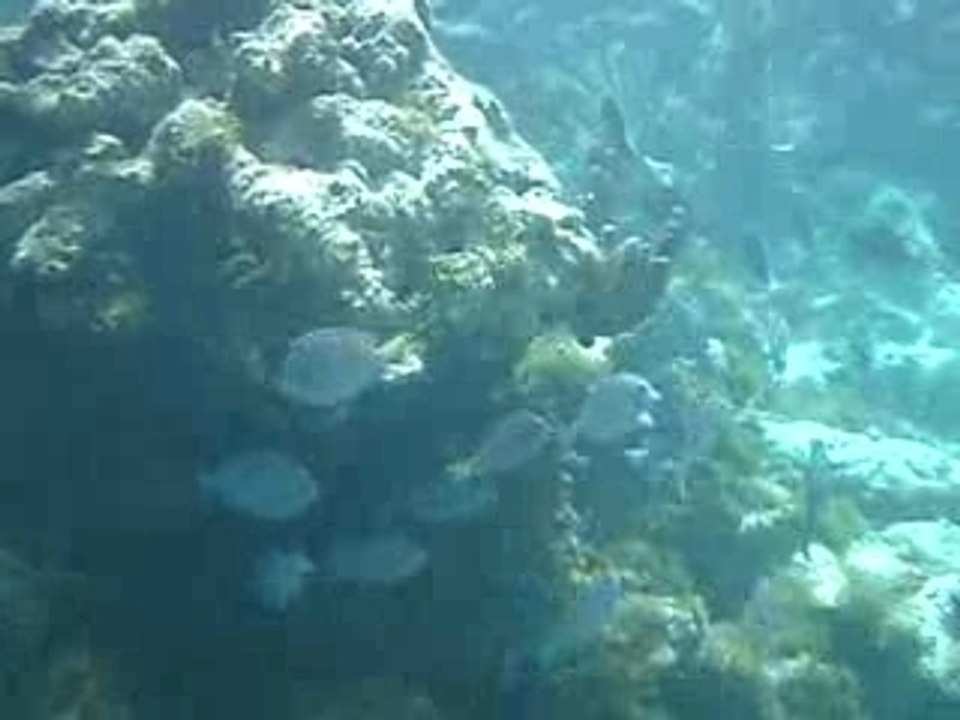 CLIP0271