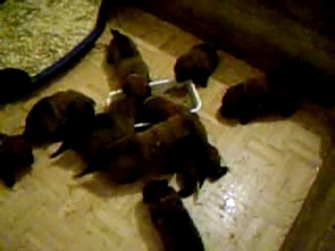 chiots berger belges malinois