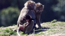 Baby Baboon Monkeying Around at the San Diego Zoo