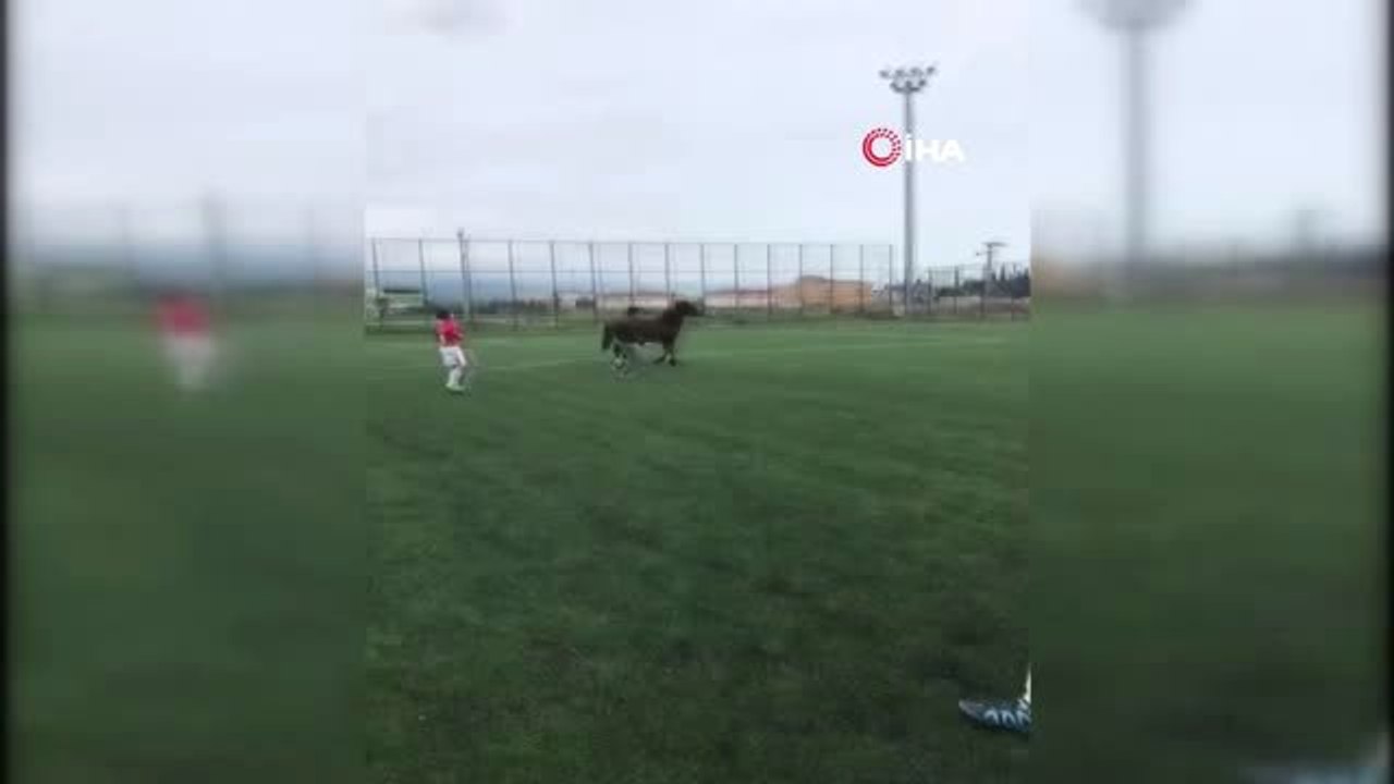 Futbol Turnuvasında Sahaya Giren At Korku Dolu Anlar Yaşattı