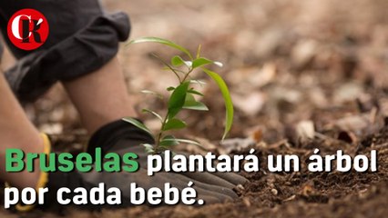 Bruselas plantará un árbol por cada bebé