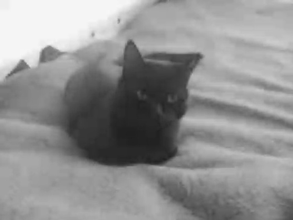 Babsys letzter Tag in Memory an meinen geliebten Kater der mit 18,25 Jahren ging