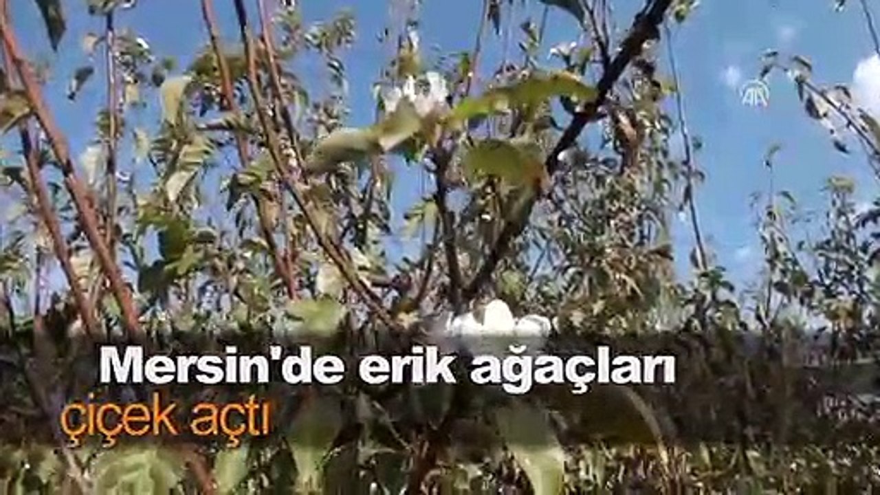 Mersin'de erik ağaçları çiçek açtı