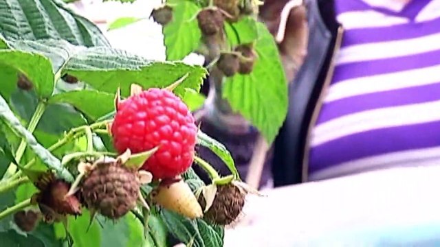 Bringing raspberries to Kunming