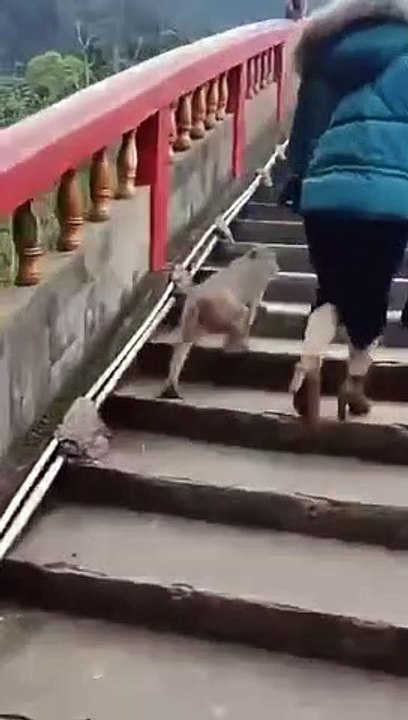 Monkey video checked