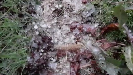 오늘 새벽 전주 시내 천둥과 함께 우박 내려 / YTN