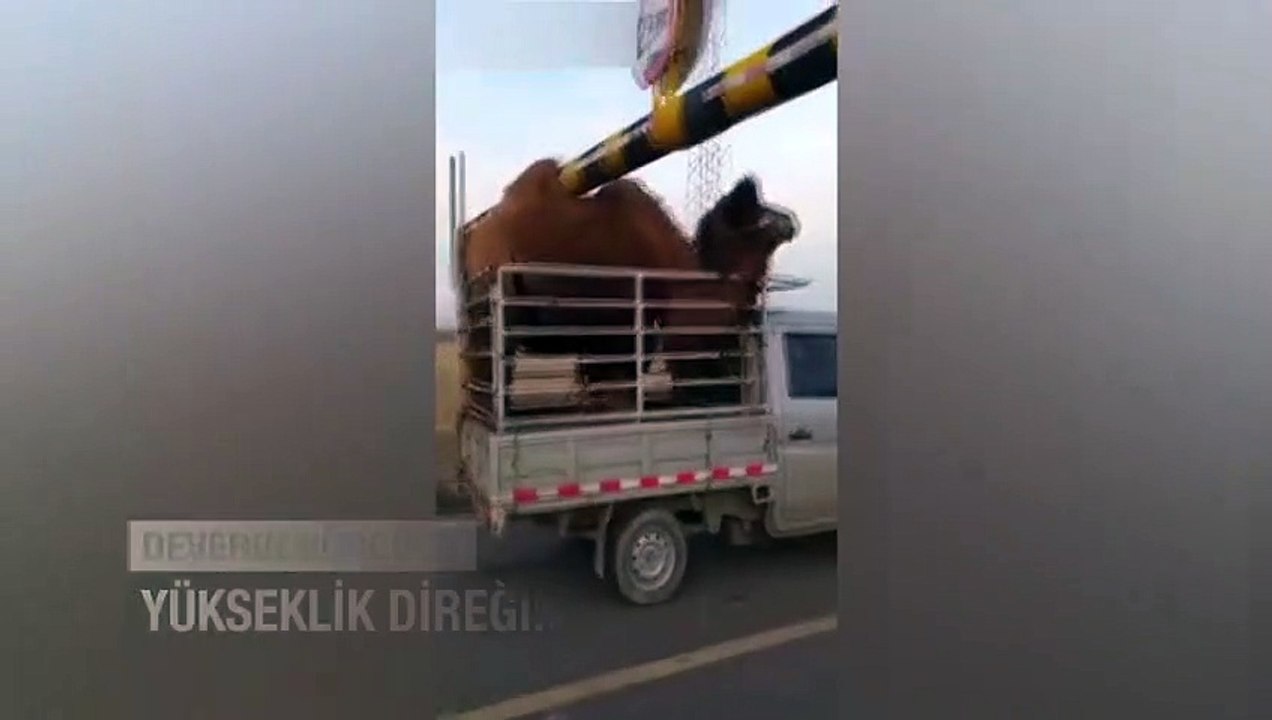 Devenin hörgücü yükseklik direğine takıldı